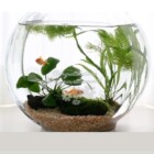 新築・開店祝い<br>
両親への記念品/<br>
退職記念品<br>
テラリウムボウル<br>
<a href="https://www.kobo-abe.com/p1-kaki" ><strong>ガラス花器</strong></a>へ
</br>
</br>