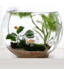 新築・開店祝い/両親への記念品/退職記念品<br>
テラリウムボウル<br>